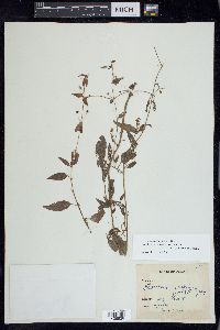 Lysimachia radicans image