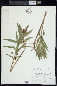 Lysimachia thyrsiflora image