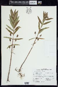 Lysimachia thyrsiflora image