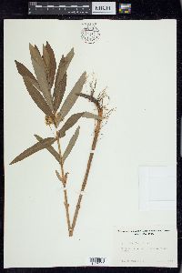 Lysimachia thyrsiflora image