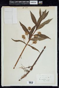 Lysimachia thyrsiflora image