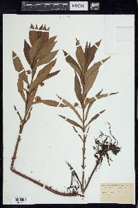 Lysimachia thyrsiflora image