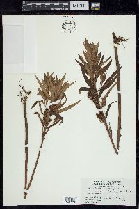 Lysimachia thyrsiflora image