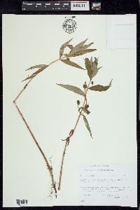 Lysimachia thyrsiflora image