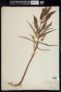 Lysimachia thyrsiflora image