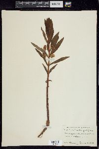 Lysimachia thyrsiflora image