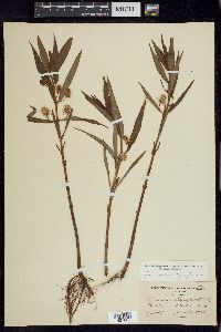 Lysimachia thyrsiflora image