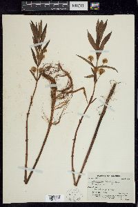 Lysimachia thyrsiflora image