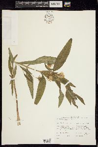 Lysimachia thyrsiflora image