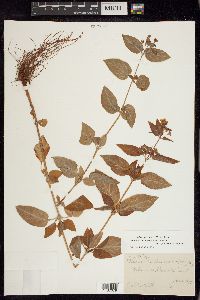 Lysimachia tonsa image