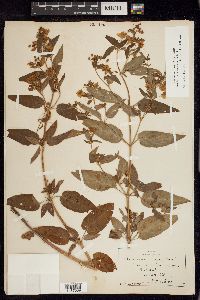 Lysimachia tonsa image