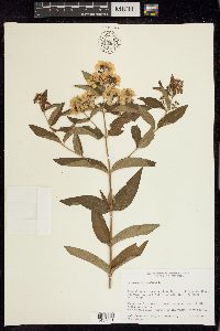 Lysimachia tonsa image