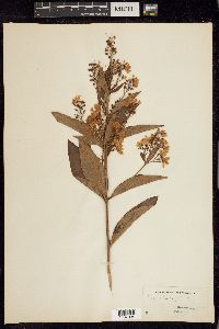 Lysimachia vulgaris image