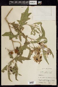 Solanum dimidiatum image