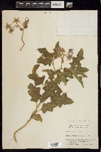 Solanum dimidiatum image