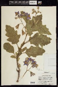 Solanum dimidiatum image