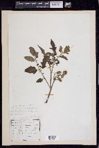 Solanum lycopersicum image