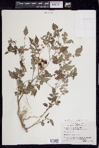 Solanum lycopersicum image