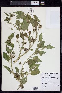 Solanum physalifolium image