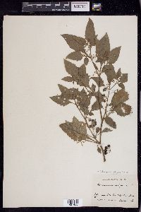 Solanum ptychanthum image