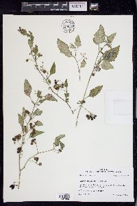 Solanum ptychanthum image