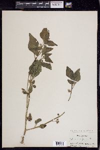 Solanum ptychanthum image