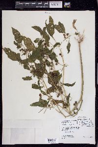 Solanum ptychanthum image