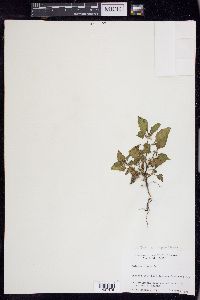 Solanum ptychanthum image