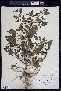 Solanum ptychanthum image