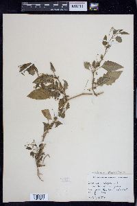 Solanum ptychanthum image