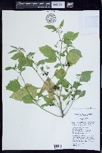 Solanum ptychanthum image