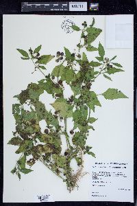 Solanum ptychanthum image