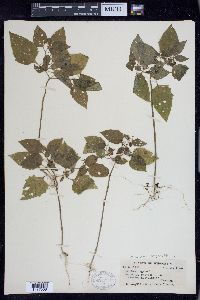 Solanum ptychanthum image