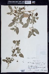 Solanum ptychanthum image