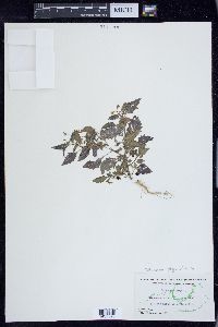 Solanum ptychanthum image