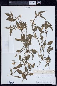 Solanum ptychanthum image