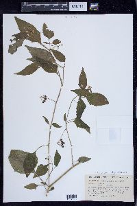 Solanum ptychanthum image