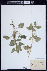 Solanum ptychanthum image