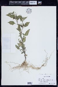 Solanum ptychanthum image