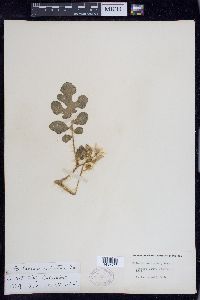 Solanum rostratum image