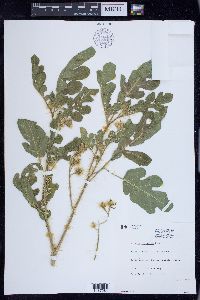 Solanum rostratum image