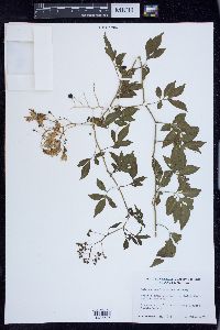 Solanum seaforthianum image