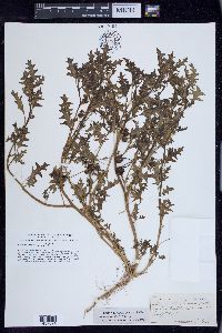 Solanum triflorum image