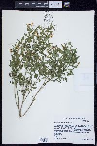 Solanum triquetrum image