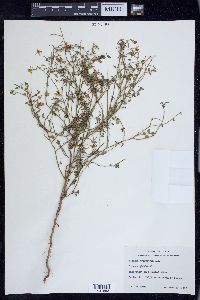 Solanum triquetrum image