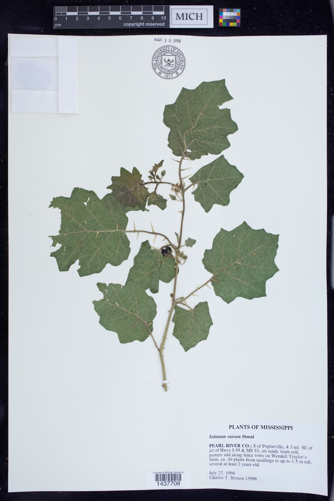 Solanum viarum image