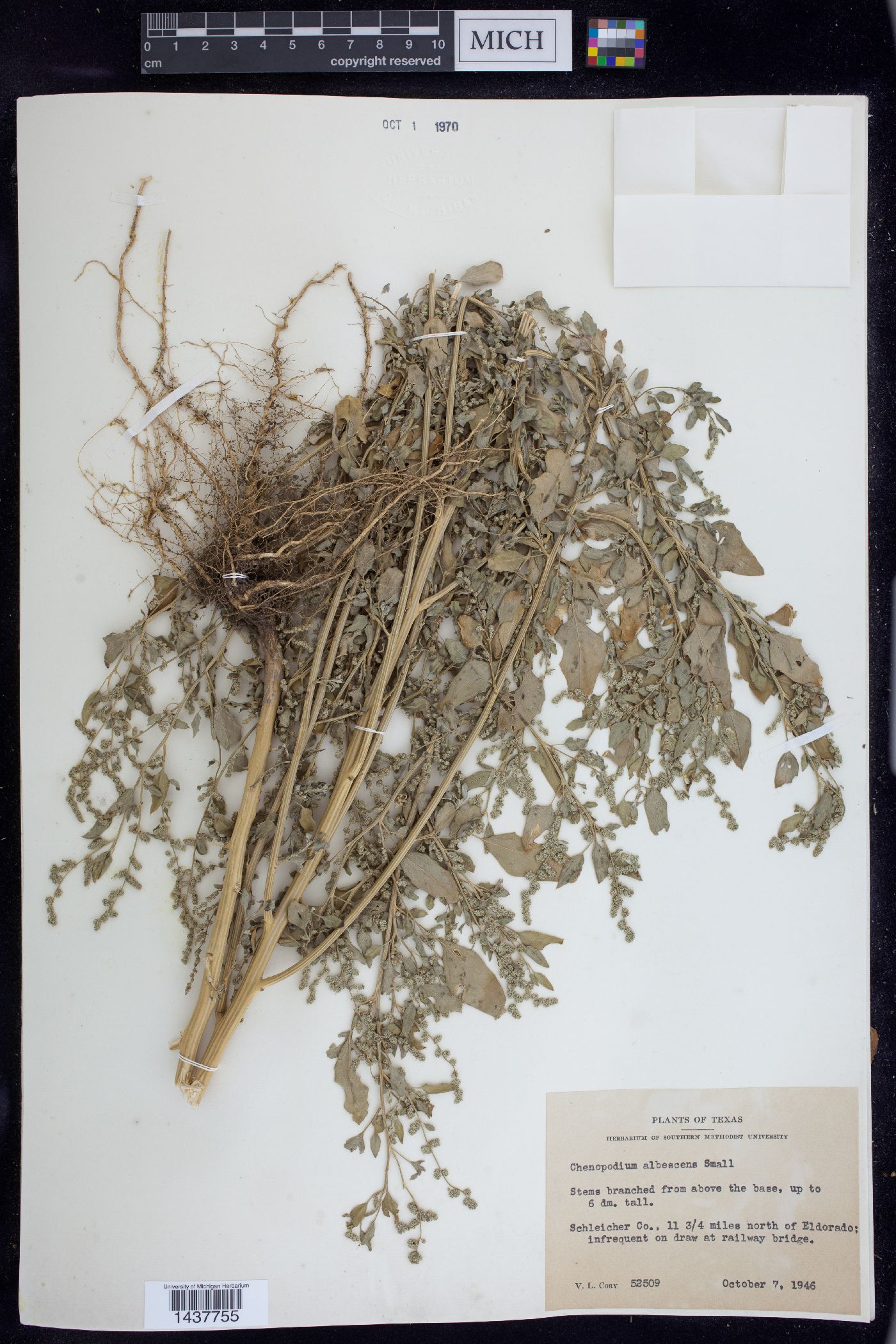 Chenopodium albescens image