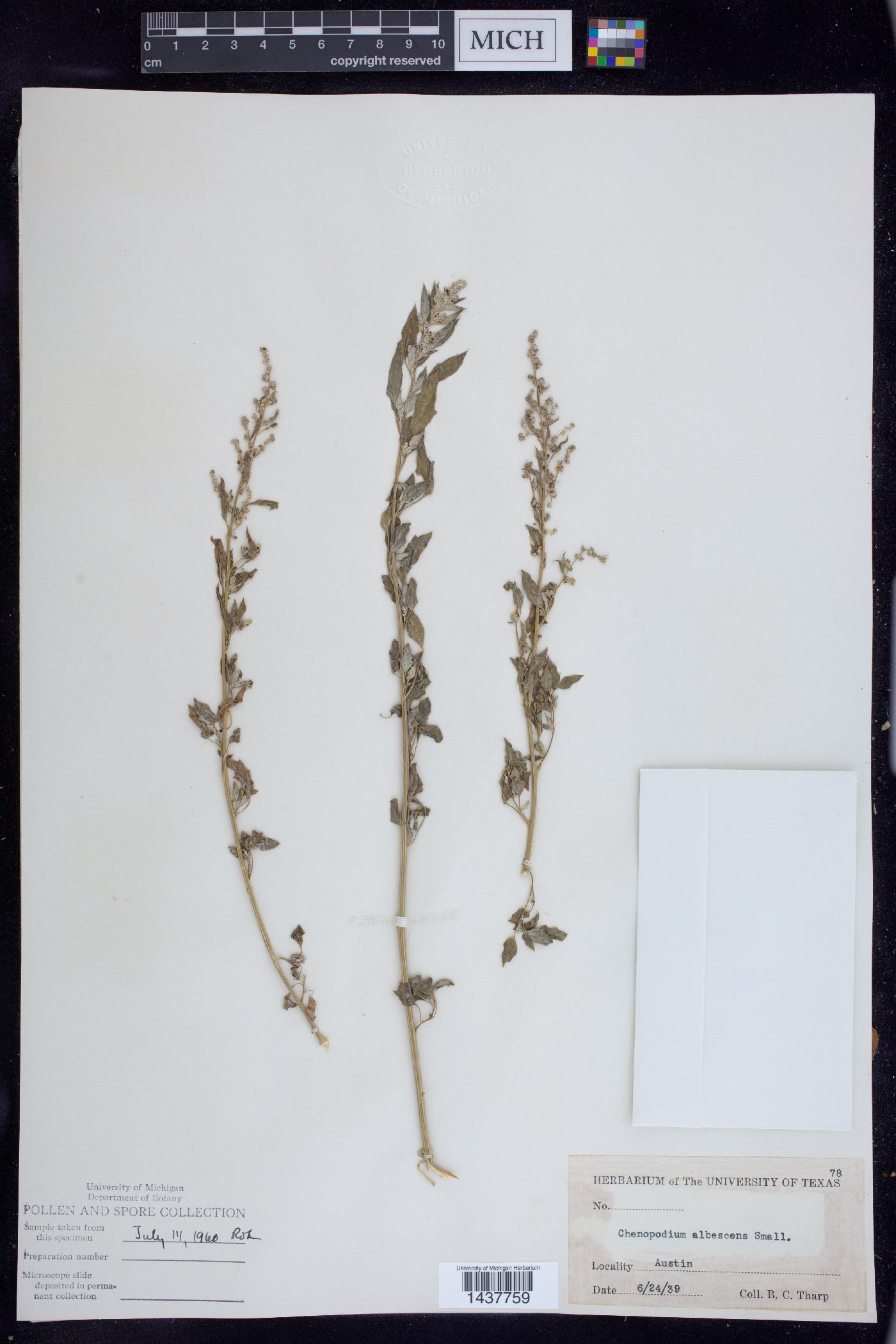 Chenopodium albescens image