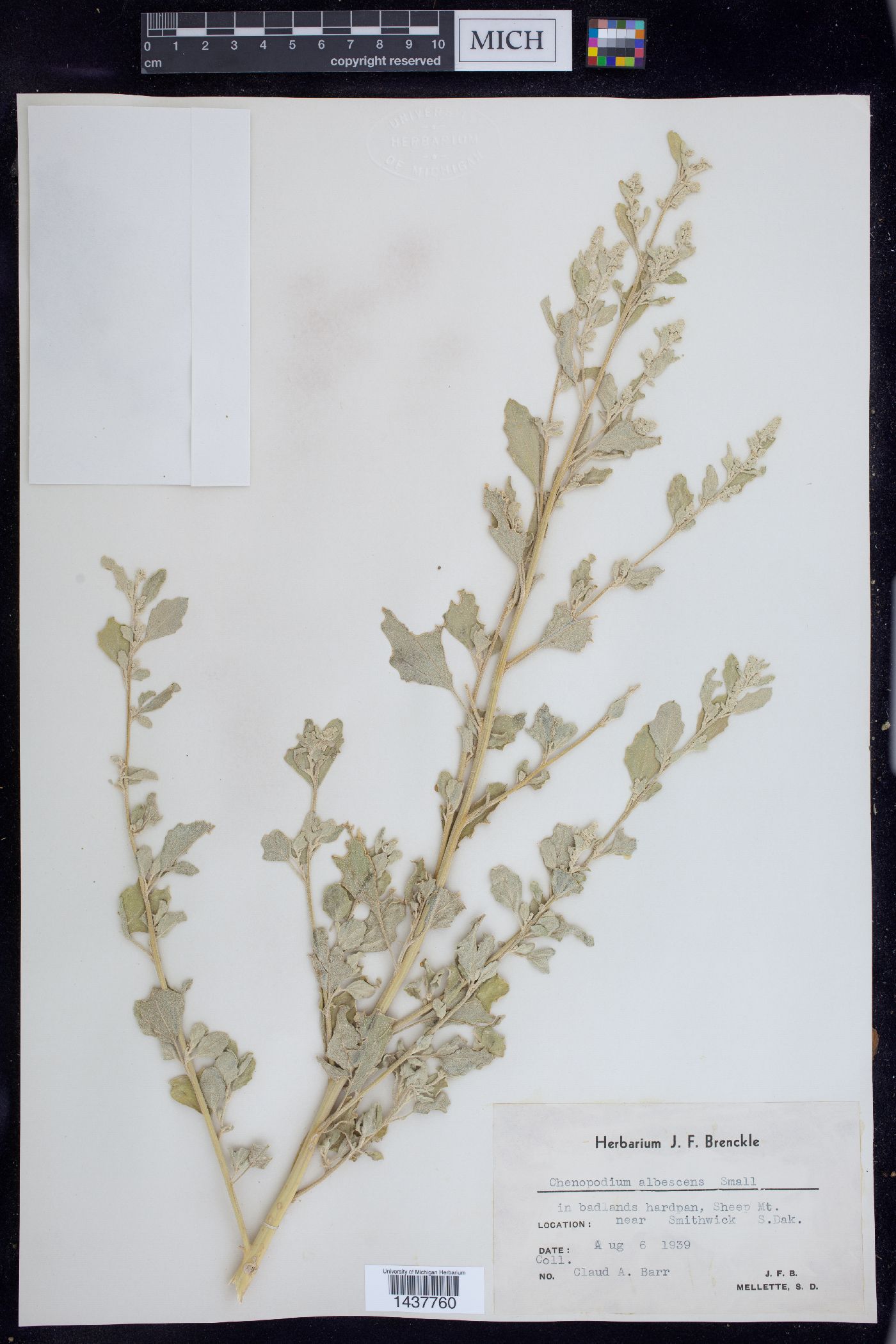 Chenopodium albescens image