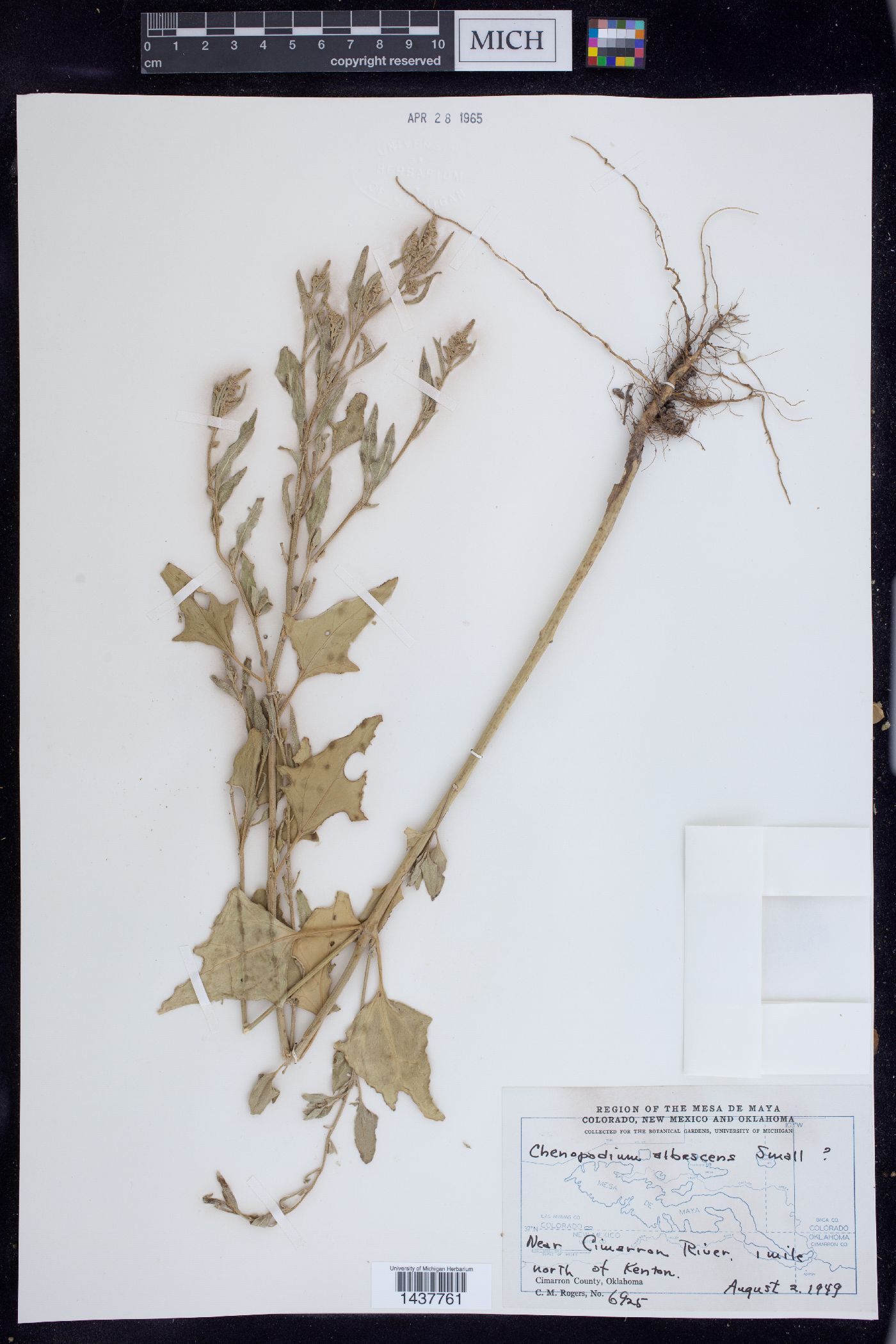 Chenopodium albescens image